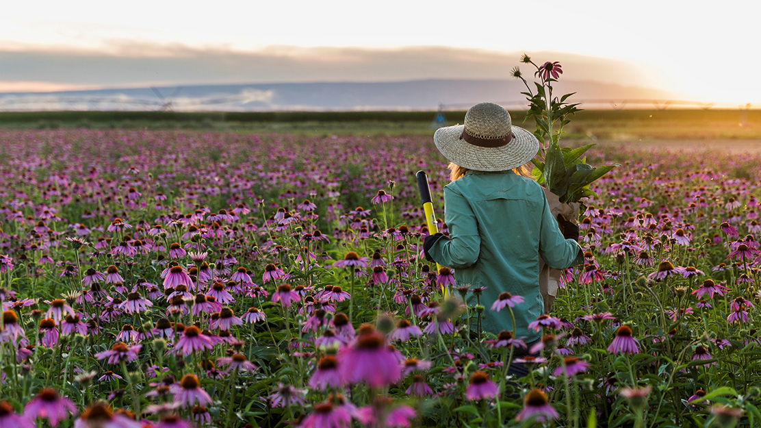 Узнайте об эхинацея для иммунитета: полезные свойства и противопоказания | Amway Эхинацея для иммунитета: полезные свойства и противопоказания к применению от Amway