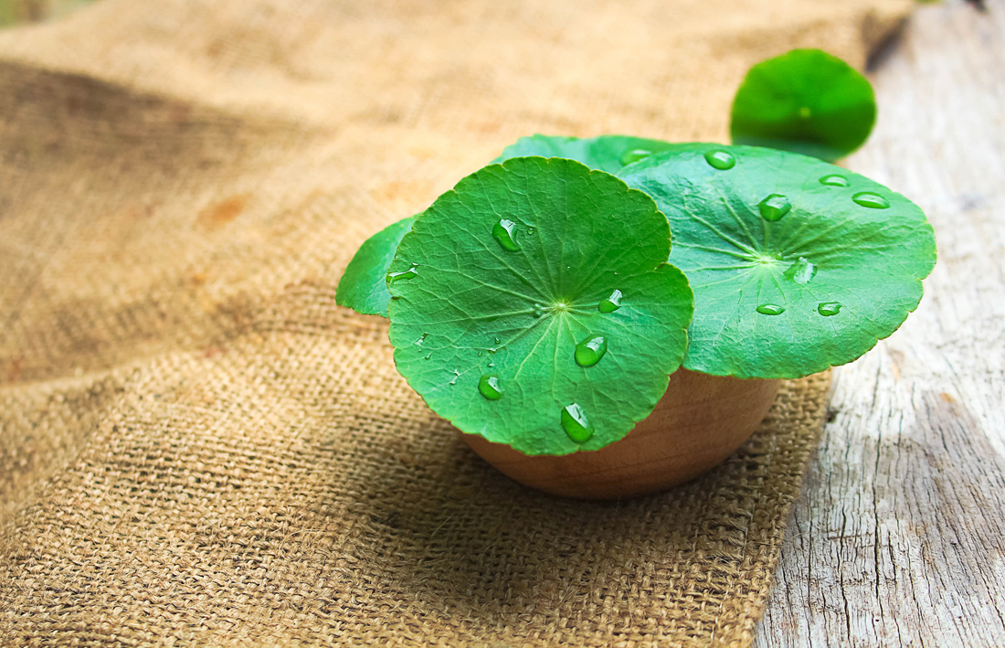 Центелла азиатская в горшке на мешковине Центелла азиатская