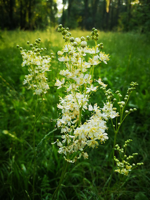Сорта и декоративные формы таволги, их описание и польза Видытаволги